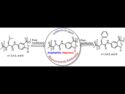 Site-Modified Foldamers Target Pathogens Fast