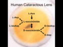Uncovering Hidden Protein Damage Behind Cataracts