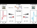 Chirality unveiled in DNA by terahertz ROA