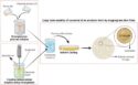 Antibacterial Patches Using Melaleuca Oil Nanoemulsions