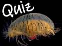 Bioluminescence—Short Quiz