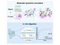 Protein–Starch Clusters: A Strategy for Designing Diabetes-Fighting Foods