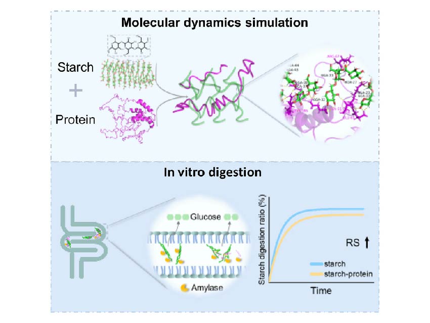 Protein–Starch Clusters: A Strategy for Designing Diabetes-Fighting Foods