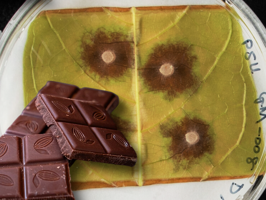 Gene Editing Boosts Cacao Disease Resistance