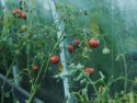 Color-Changing Tomato