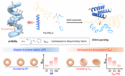 Aqueous Circularly Polarized Luminescence Regulated by α-Helix in Homopolypeptid
