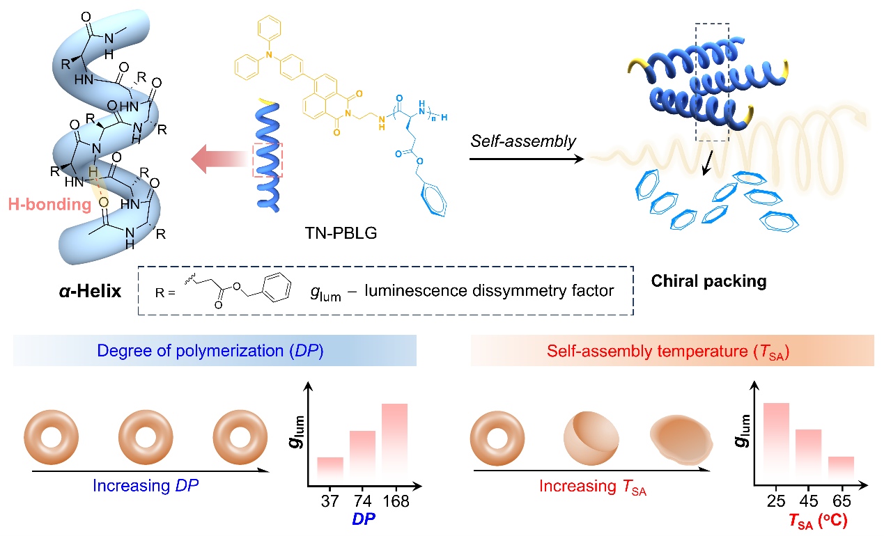Aqueous Circularly Polarized Luminescence Regulated by α-Helix in Homopolypeptid