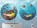 Probing Single-Particle Oxygen Evolution Reaction Kinetics in CoFe₂O₄