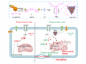 Supramolecular Nanocomplex Overcomes Drug-Resistant Liver Cancer by Inducing Dual-Site Ferroptosis