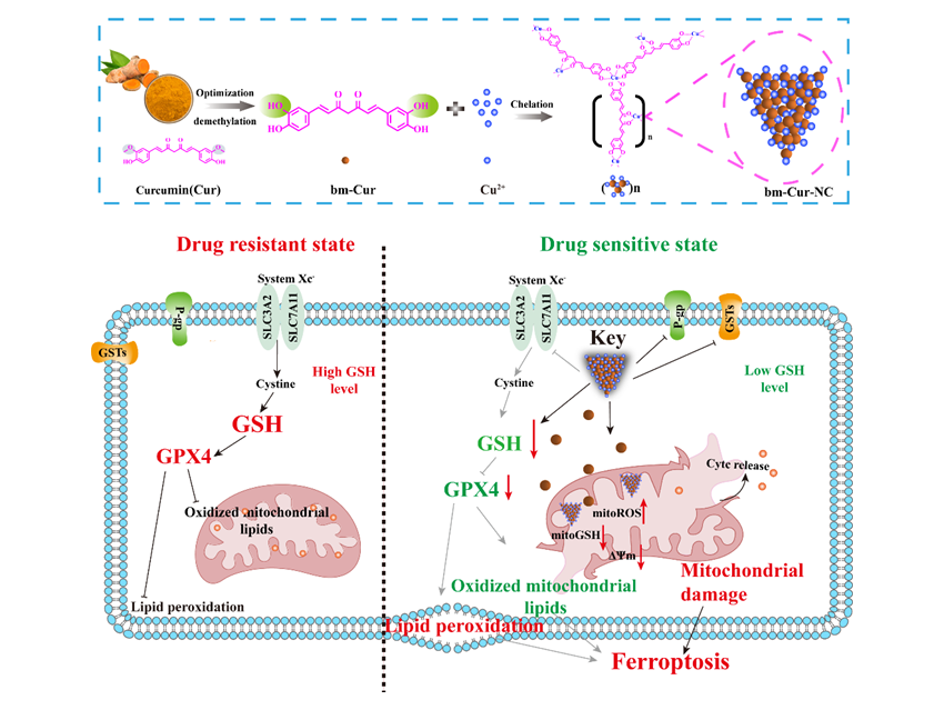 Supramolecular Nanocomplex Overcomes Drug-Resistant Liver Cancer by Inducing Dual-Site Ferroptosis
