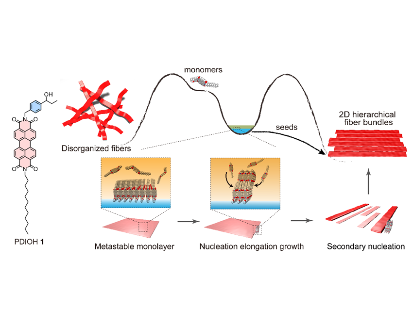 Interfacial Supramolecular Polymerization Enables 2D Hierarchical Architectures