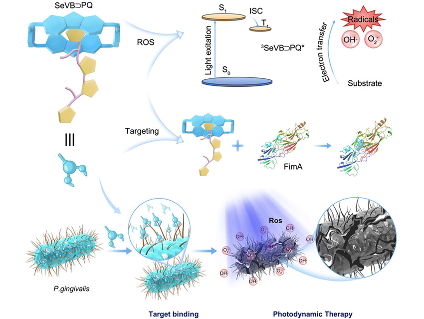 Selenoviologen Cyclophane Precision Strike Periodontitis Pathogens