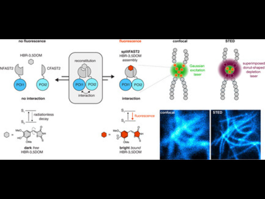 splitFAST2 Enables Nanoscale Imaging of Protein Interactions in Live Cells