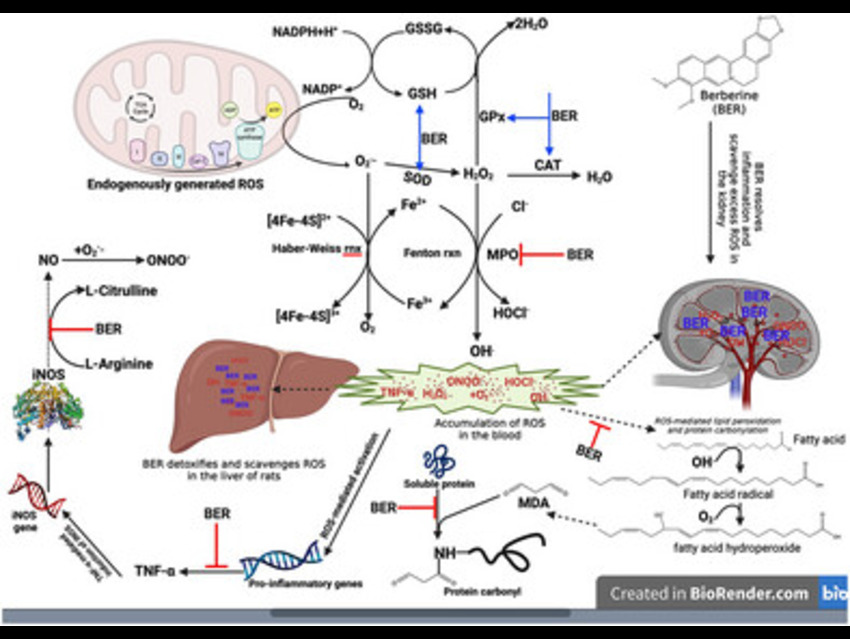 Berberine Shields Vital Organs Naturally