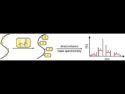 Impact of Multiple S-Palmitoylation on Peptide Behavior in Mass Spectrometry