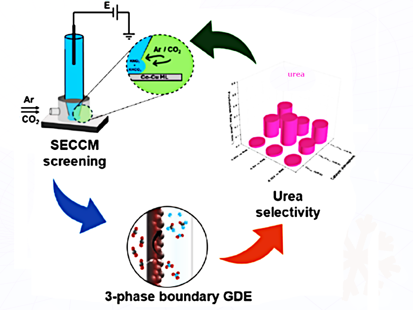 High-Throughput Design of CoCu Catalysts for Sustainable Urea Production