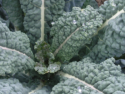 Black Kale Fermentation Promotes Gut Health and Reduces Cholesterol