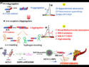 π–π-Coupled J-Aggregates Enable Stable NIR-II Imaging and Multimodal Cancer Ther