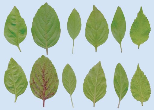 Different types of basil leaf