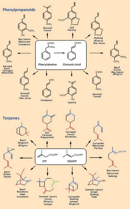 compounds that give culinary herbs their aroma