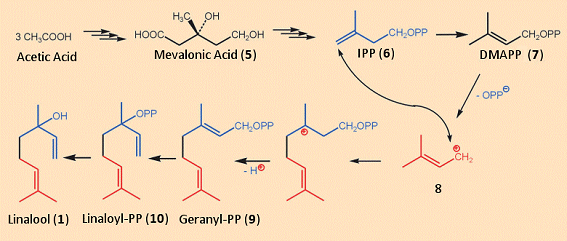 Biosynthesis of linalool