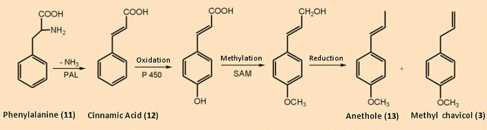 Biosynthesis of methyl chavicol
