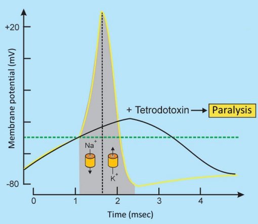 Tetrodotoxin changes the action potential