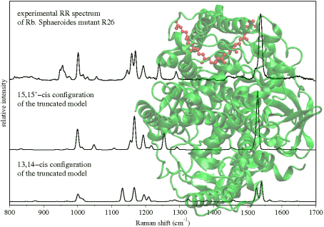 Raman spectra of spheroidene and models 