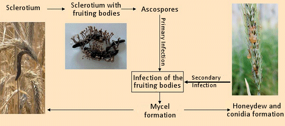 The development of Claviceps purpurea