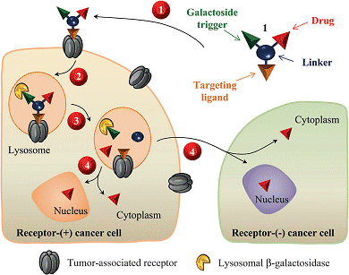 Four-step prodrug for targeted tumor treatement