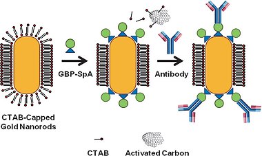 Functionalization of Gold Nanorods for Biomolecular Sensing