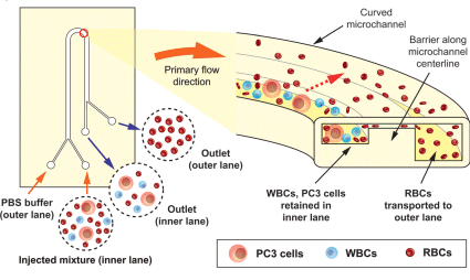 Enzymatic etching used to build nano- and microscale surface topologies