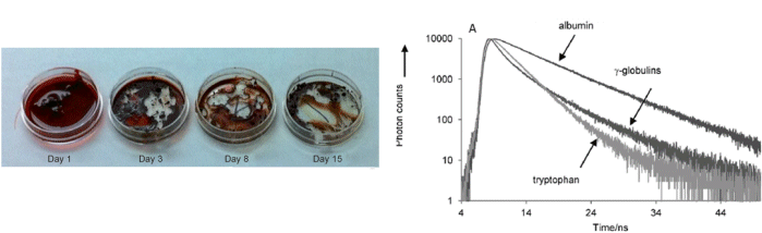 Dating Bloodstains with Fluorescence Lifetime Measurements