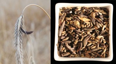 Rye containing darker grains of ergot