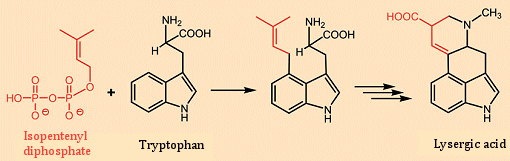 Biosynthesis of lysergic acid