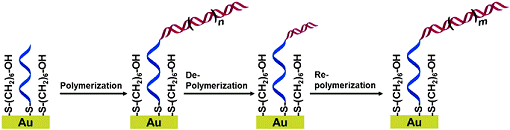 DNA polymerization–depolymerization–repolymerization cycle