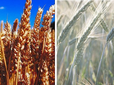 Wheat and rye, ripe for the harvest