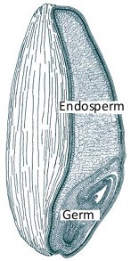 Structure of a kernel of wheat