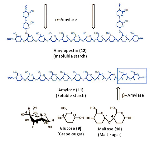 Relationship between amylases and starch in the production of bread