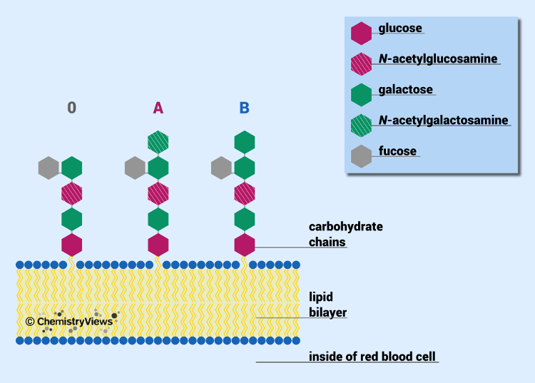 AB0 blood types