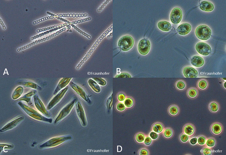 Microscopic photographies of different microalgae species