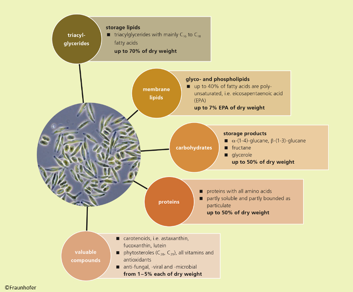 Possible ingredients of microalgae biomass.