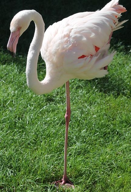 flamingo, ancient roman recipe