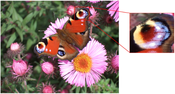 The colours of the peacock butterfly