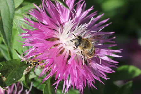 Flowers attract pollinating insects