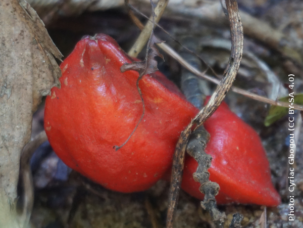 Fruit from Thaumatococcus daniellii