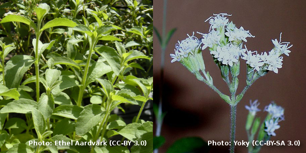 Stevia plant and blossoms 