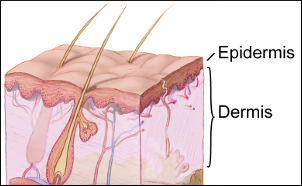 Skin layers