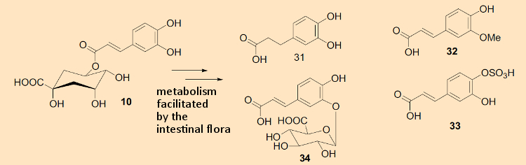 Intestinal flora metabolite of 5-caffeeoylquinic acid