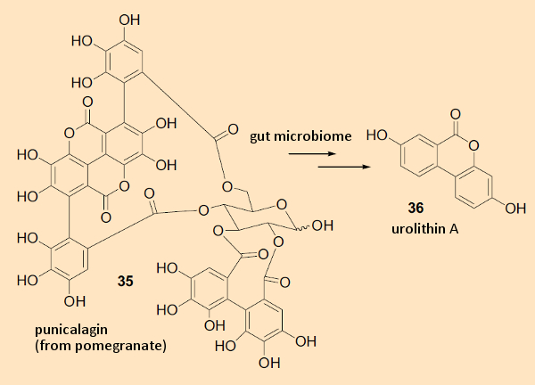 Intestinal flora metabolite of punicalagin